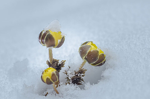 雪地,冰凌