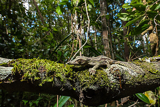 苔藓,壁虎,雄性,树干,雨林,国家公园,马达加斯加,非洲