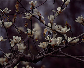 白玉兰花图片