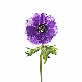 紫花,白色背景,特写