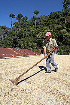 弄干,咖啡豆,庄园,危地马拉