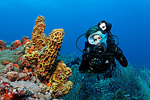 潜水,水下,摄影,摄影师,看,黄色,海绵,小,多巴哥岛,斯佩塞德,特立尼达和多巴哥,小安的列斯群岛,加勒比海