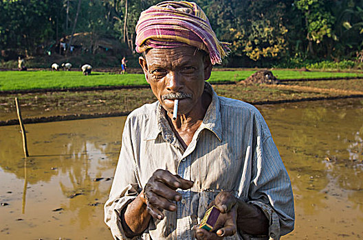 印度,头像,工作,稻田,点烟