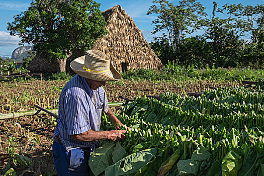 古巴,维尼亚雷斯,男人,堆积,烟草,叶子,户外,干燥架