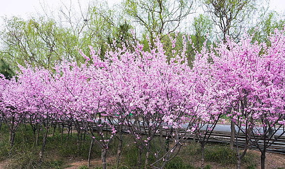 樱桃树,粉花,龙门