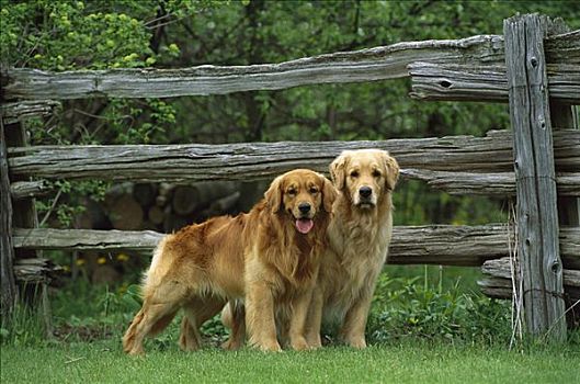 金毛猎犬,狗,肖像,两个,成年人,站立,草,草地,靠近,栅栏