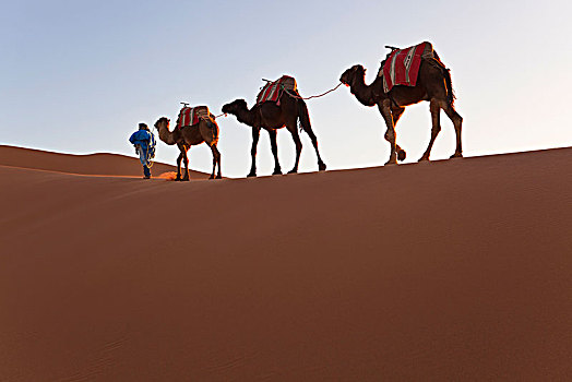 柏柏尔人,男人,驼队,撒哈拉沙漠