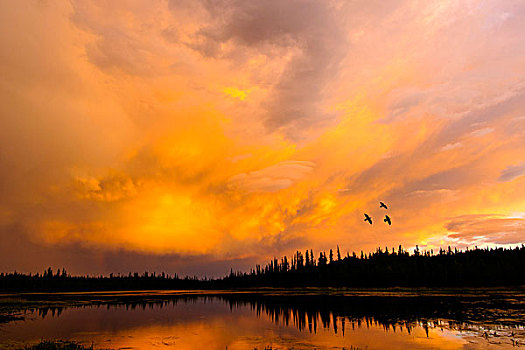 大乌鸦,渡鸦,飞,北方生物带,湖,日落,耶洛奈夫,加拿大西北地区,北方,加拿大