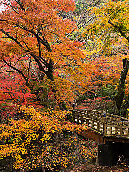 桥,热海,花园,秋天