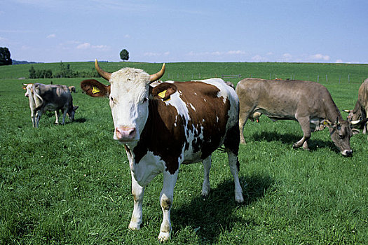 德国,巴伐利亚,母牛