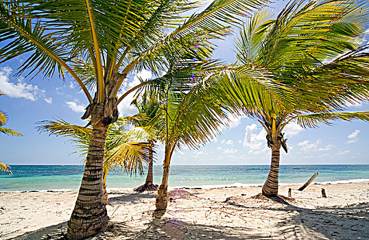 棕榈树,海滩,墨西哥