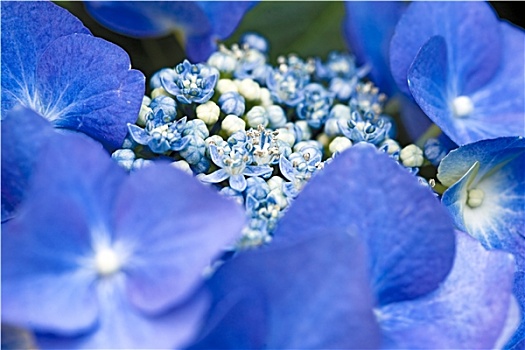 蓝色,帽,八仙花属