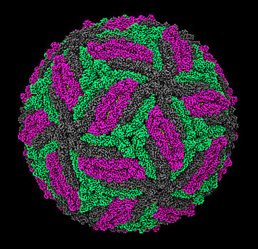 病毒,分子,模型