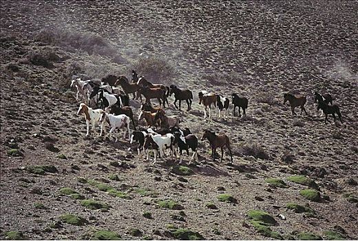 牧群,马,哺乳动物,荒芜,风景,草原,巴塔哥尼亚,阿根廷,南美