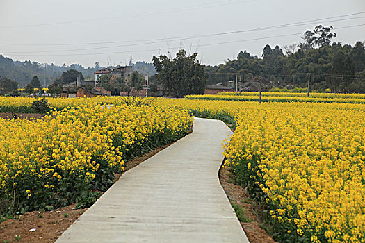 油菜花田