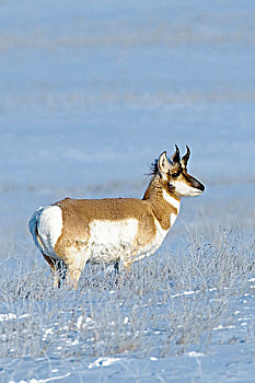 叉角羚,公羊,北美,隆冬,草原,艾伯塔省,加拿大西部