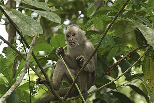 额卷尾猴,白额卷尾猴,吃,国家公园,秘鲁