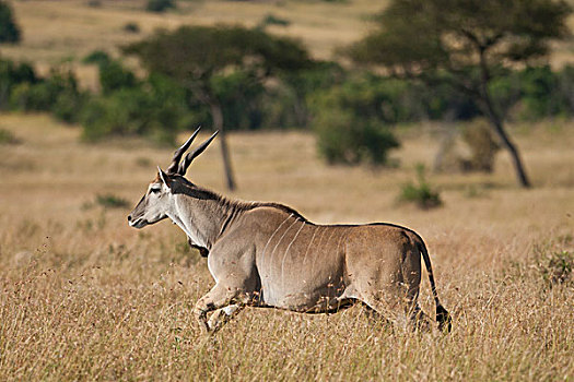 普通,大羚羊,羚羊,跑,塞伦盖蒂国家公园,坦桑尼亚,非洲
