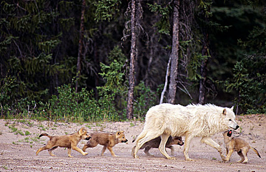 加拿大,加拿大西北地区,野生,灰狼,雄性,幼仔,针叶林带,树林