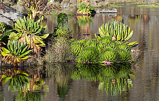 巨大,山梗莱属植物,反射,水塘,肯尼亚山,国家公园,肯尼亚,非洲