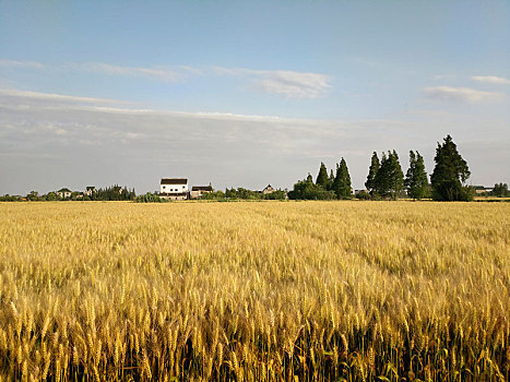 麦子熟了,乡村,金色麦浪
