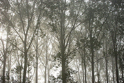 树林,雾气