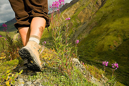 特写,女性,腿,远足,山脊,靠近,德纳里峰国家公园,室内,阿拉斯加