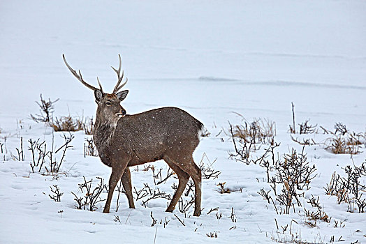 梅花鹿,鹿属,雪中,冬天