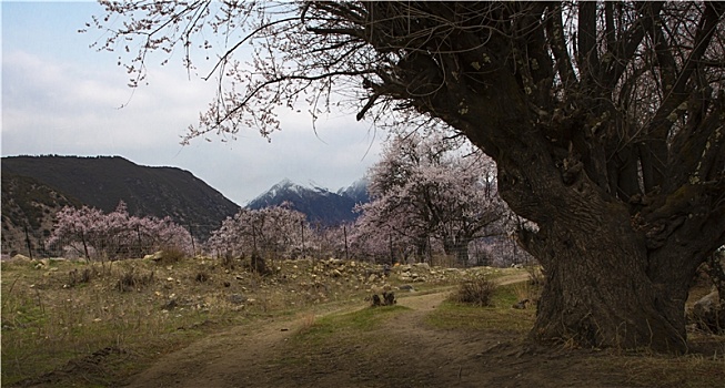 野桃花观赏圣地索松村