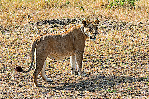 狮子,雌狮,成年,女性,马赛马拉国家保护区,肯尼亚,非洲