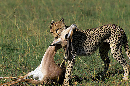 肯尼亚,马赛马拉,草地,印度豹,移动,死,瞪羚,荫凉,食腐动物