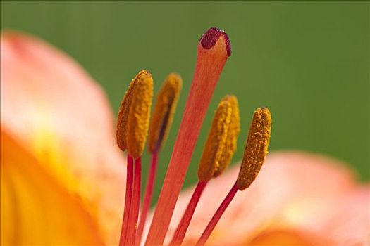 橙色,百合,美好,欧洲阿尔卑斯山,七月,橙花,突出,英里,成熟,干草,草地