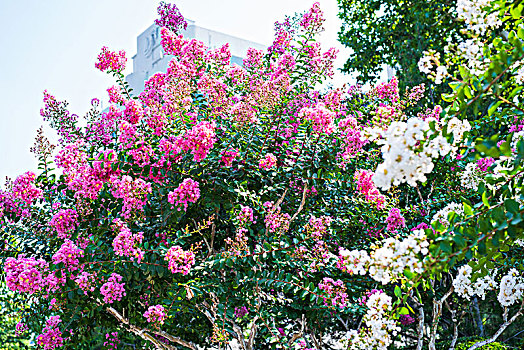 夏日的泉城公园