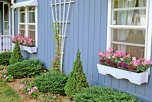 窗台花箱,种植,矮牵牛花属植物,山梗莱属植物