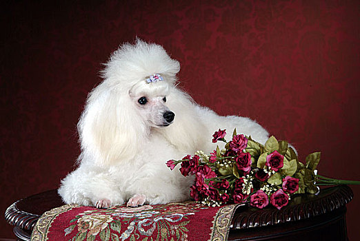 白狗,丝绸,花