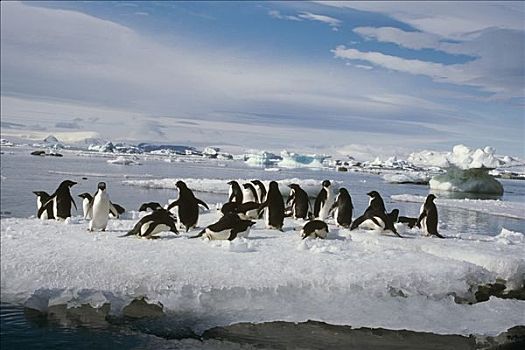 阿德利企鹅,浮冰,岛屿,威德尔海,南极