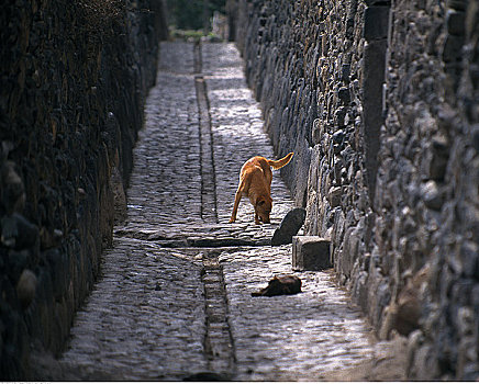 狗,小路,秘鲁