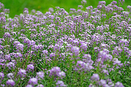 紫花,背景
