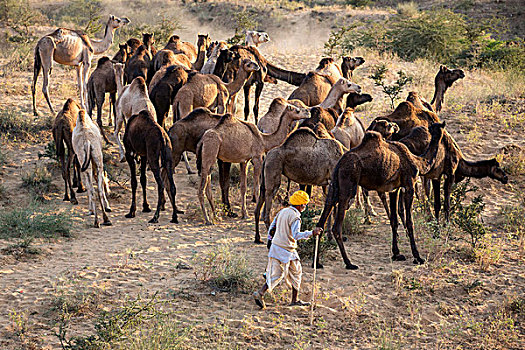 骆驼,道路,普什卡,牛,市场,拉贾斯坦邦,印度,亚洲
