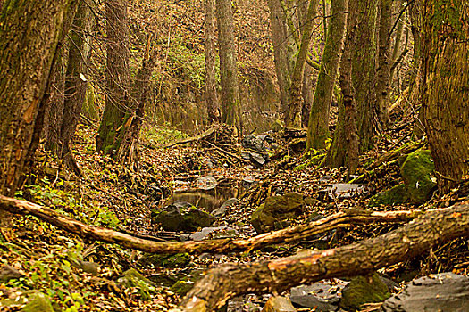 溪流,中间,树林