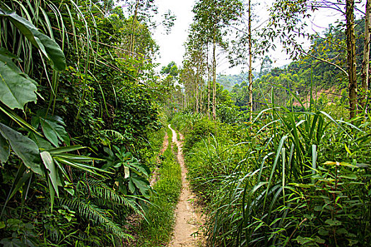 山间小路