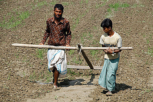 农民,工作,耙,陆地,孟加拉,五月,2008年