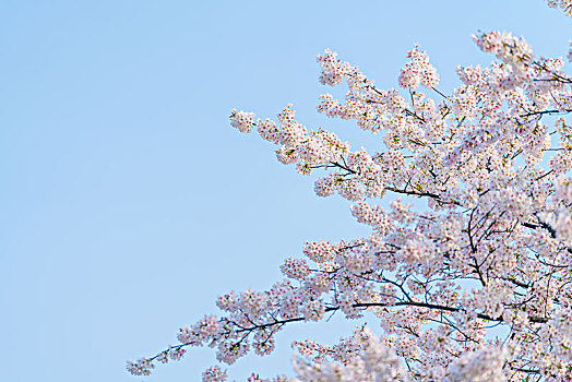 春天蓝天下盛开的樱花