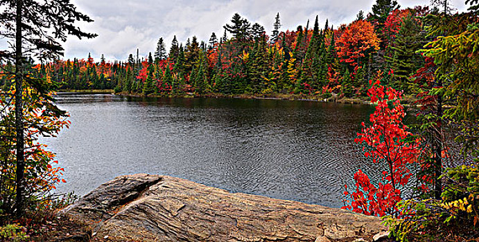 湖,全景,秋天,自然风光,阿尔冈金省立公园,安大略省,加拿大