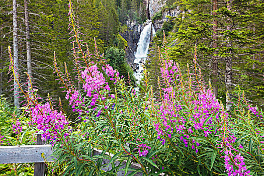 杂草,正面,瀑布,峡谷,伯尔尼阿尔卑斯山,瑞士