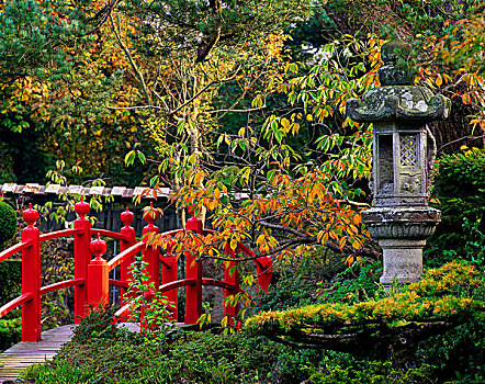 红色,桥,日式灯笼,秋天,日本,花园,爱尔兰