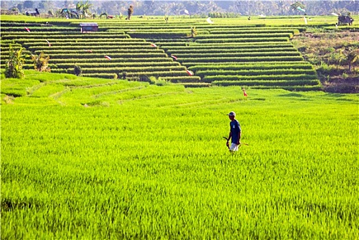 工人,稻田,巴厘岛,印度尼西亚