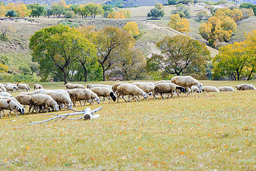 秋季草原上的羊群,内蒙古乌兰布统乡蛤蟆坝草原风光