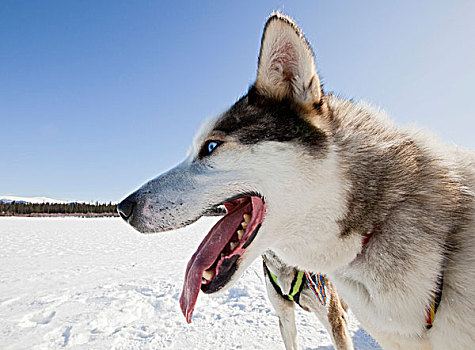 肖像,喘气,雪橇狗,领着,狗,阿拉斯加,哈士奇犬,冰冻,育空河,育空地区,加拿大