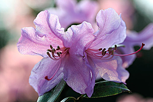 紫色,杜鹃花属植物,花,北莱茵威斯特伐利亚,德国,欧洲